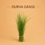 Durva Grass, doob grass