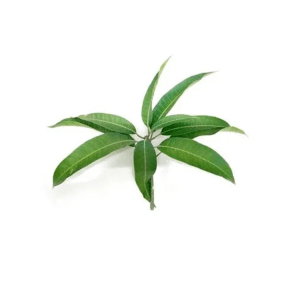 aam pata