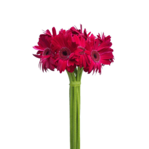 Dark Pink Gerberas