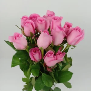 pink roses bunch