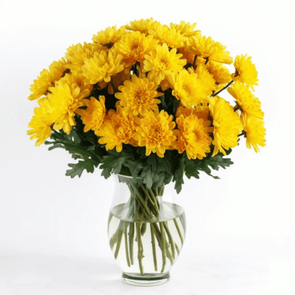 Yellow Chrysanthemum