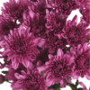 Purple Chrysanthemum Flowers