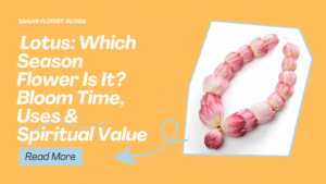 Lotus: Which Season Flower Is It? Bloom Time, Uses & Spiritual Value