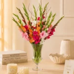 Premium Gladiolus Stems 24Pcs