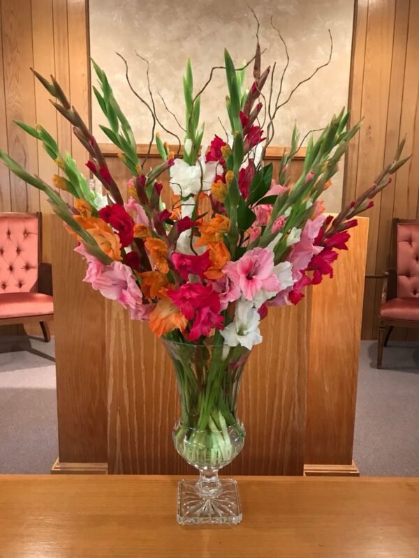 Premium Gladiolus Stems 24Pcs