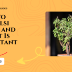 How to Do Tulsi Pooja and Why It Is Important