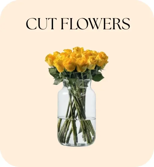 rose flowers
